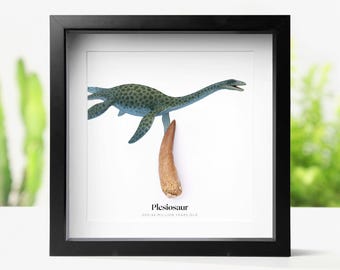 Framed 40-60 mm Plesiosaur Tooth & Watercolour illustration - Fossil, Jurassic Dinosaur Natural History Home Decor