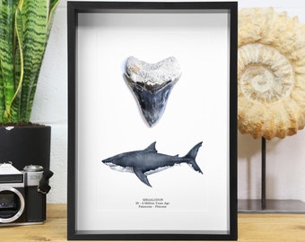 Megalodon Tooth and Watercolour Illustration (12 million years old) Museum Quality Frame / Real & Authentic Fossil / Natural History