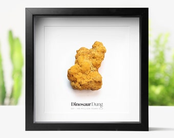 Dinosaur Poo Real Authentic Prehistoric Jurassic Dinosaur Fossil Quality Wall Hanging Prehistoric Birthday Gift Idea