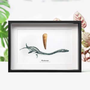 Großer Plesiosaurier Zahn und Aquarell Illustration Echtes Authentisches Prähistorisches Jura Dinosaurier Fossil Wichtel Weihnachtsgeschenkidee
