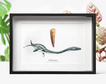 Plesiosaur Dinosaur Tooth & Watercolor Art: Framed Jurassic Fossil Display Natural History Decor