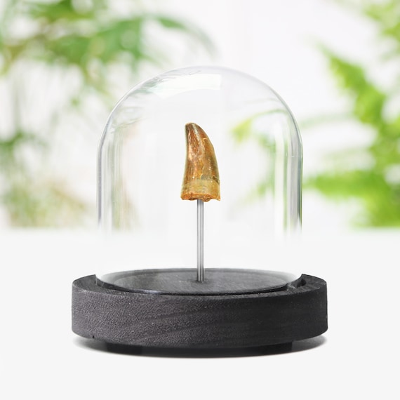 モロッコ産ワニの化石歯 - 本物の先史時代の標本