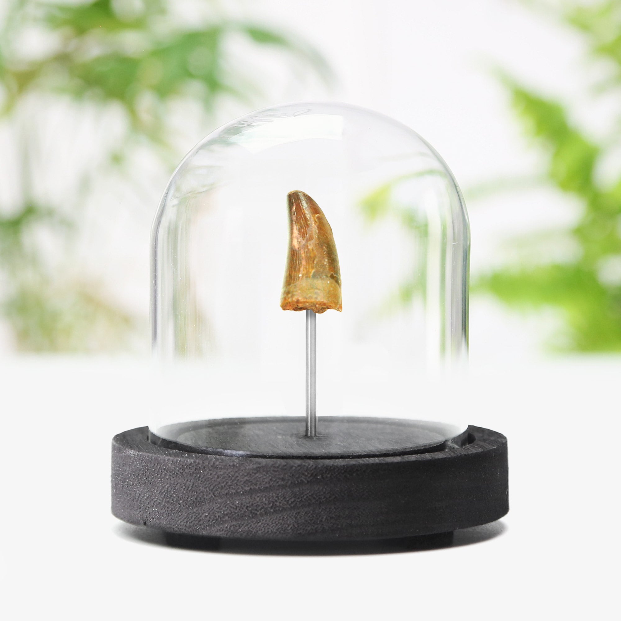 モロッコ産ワニの化石歯 - 本物の先史時代の標本 - メルカリ