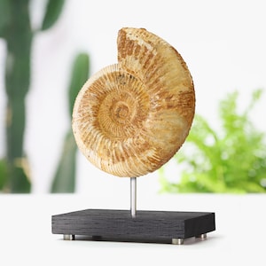 Limestone Ammonite Bespoke Solid Oak Stand Real Authentic Dinosaur Fossil Natural History Interior Design Home Decor Display Gift Ornaments