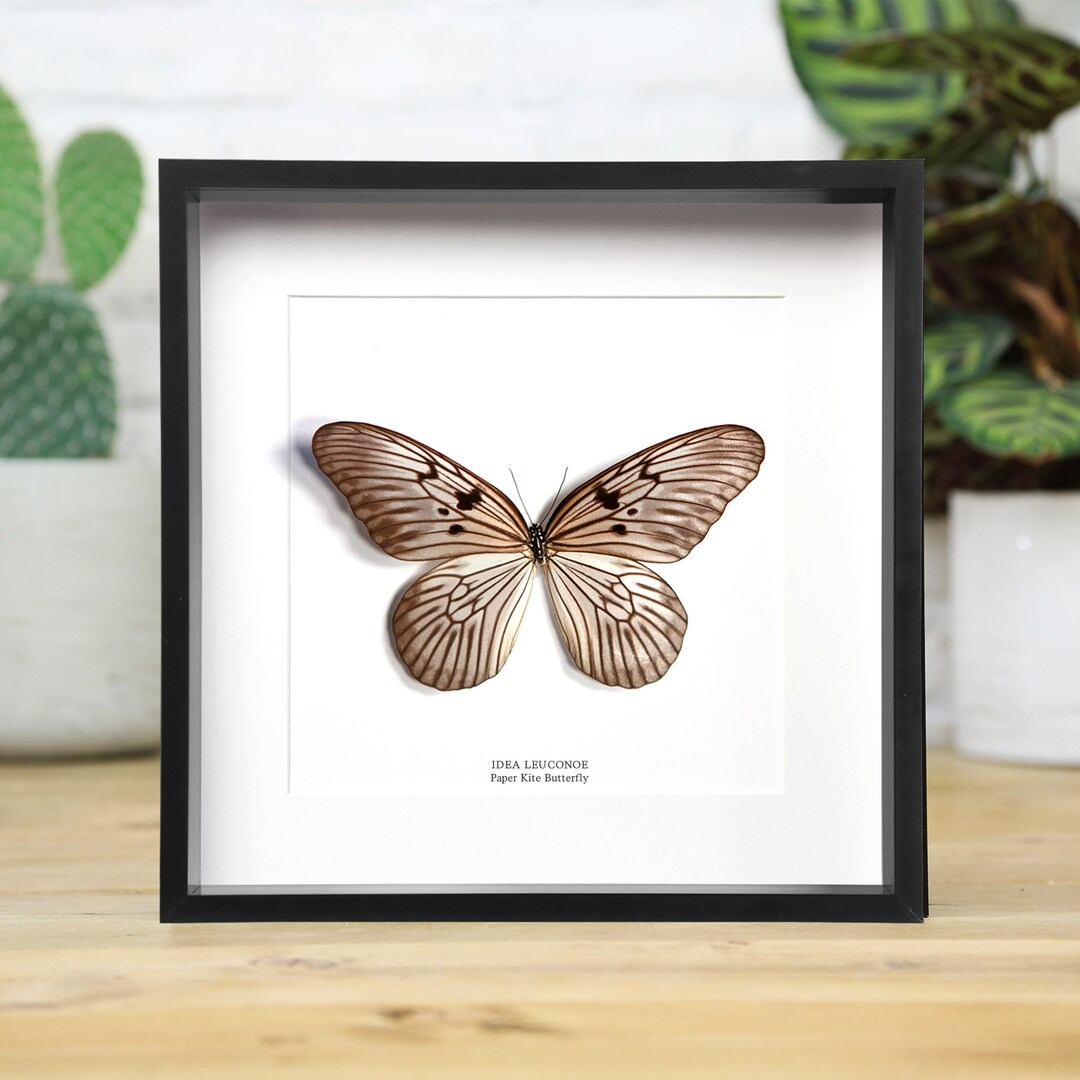 Paper Kite Butterfly Box Frame / Entomology Taxidermy Insects Bug Moth ...