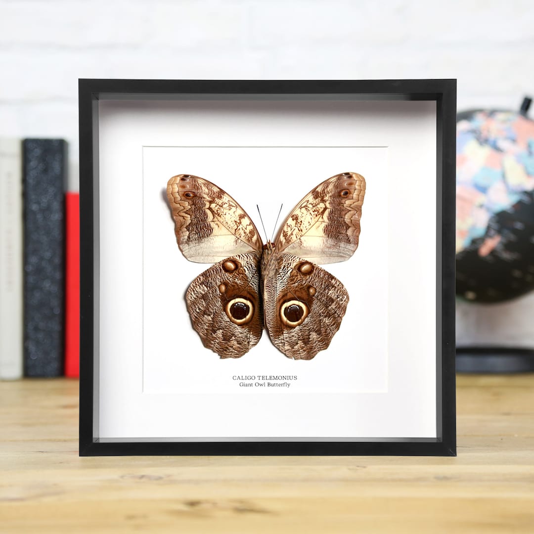 Giant Owl Butterfly Box Frame Entomology Taxidermy Insects Bug Moth ...