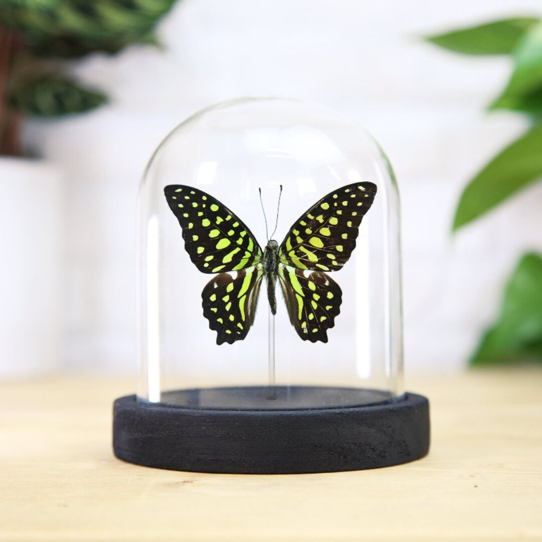 The Tailed Jay Butterfly Bell Jar / Entomology Taxidermy Insect Bug ...
