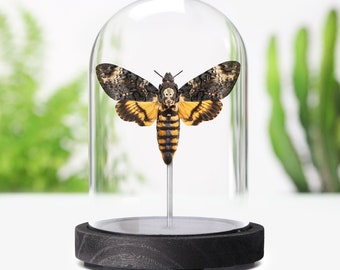 Death's Head Hawk Moth Butterfly Insect Bug Entomology Taxidermy Bell Jar Interior Design Home Birthday Gift Idea