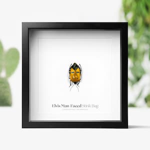 Op de afbeelding: Een ingelijst insectenspecimen van een Elvis Man-Faced Stink Bug (Catacanthus incarnatus) met een geel lichaam, blauwe en zwarte markeringen en een opvallend gezicht-achtig patroon. De wants wordt getoond op een witte achtergrond met de wetenschappelijke naam en de algemene naam eronder.