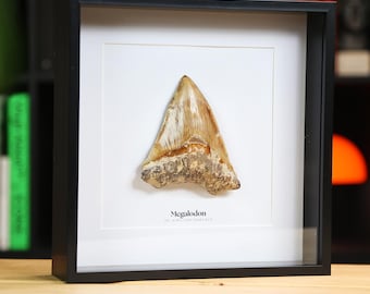 Dente di squalo megalodonte fossile incorniciato da 4-5 pollici - Autentico espositore giurassico, decorazione di storia naturale