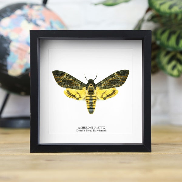 Lesser Death's Head Hawkmoth (Acherontia Styx) Handcrafted Entomology Frame / Taxidermy Moth / Butterfly Frame / Home Interior Design