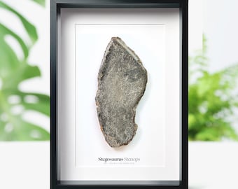 Mosasaur Teeth Fossil Specimen In Matrix Mosasaur Jaw Bone - Foto 11