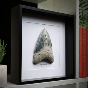 Megalodon Shark Tooth Real Authentic Prehistoric Jurassic Dinosaur Fossil Birthday Gift idea