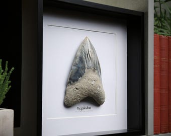 Megalodon Shark Tooth Real Authentic Prehistoric Jurassic Dinosaur Fossil Birthday Gift idea