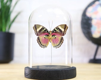 Acute Pink Forester Butterfly Glass Bell Jar / Entomology Taxidermy / Butterfly Frame / Interior Design / Framed Butterfly Home Decor