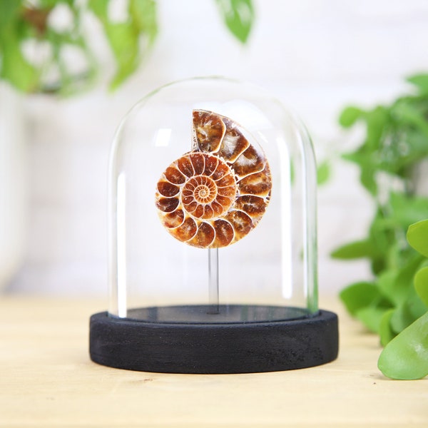Madagascan Ammonite (125 Million Years Old) Glass Bell Jar / Real & Authentic Fossil / Natural History Design / Museum Quality / Handcrafted