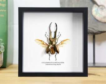 Indonesian Stag Beetle (Cyclommatus metallifer) Handcrafted Entomology Frame / Butterfly Frame / Interior Design / Ethically Sourced
