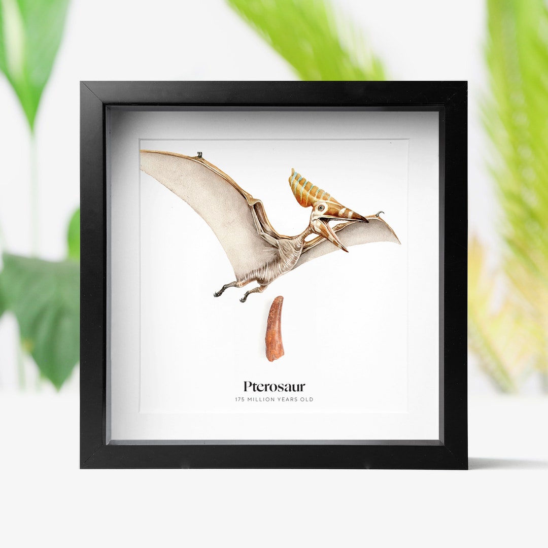DENT DE REQUIN Megalodon fossile EUR 90,00 - PicClick FR
