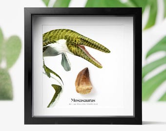 Mosasaurus Dinosaur Tooth & Watercolor Illustration: Framed Jurassic Marine Fossil Display Natural History Decor