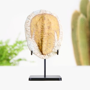 Trilobite Fossil Bespokel Stand Real Authentic Dinosaur Fossil Natural History Unique Home Decor Gift Ornament  Gift Idea