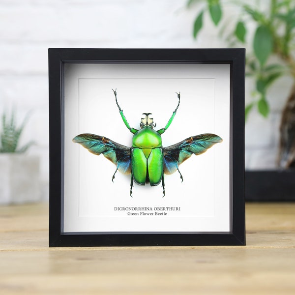 Green Flower Beetle (Dicronorrhina Oberthuri) Handcrafted Entomology Frame / Taxidermy Moth / Butterfly Frame / Interior Design / Home Decor