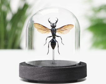 スズメバチの王 (メガラ ガルーダ) の実物標本。スズメバチ。ハチ