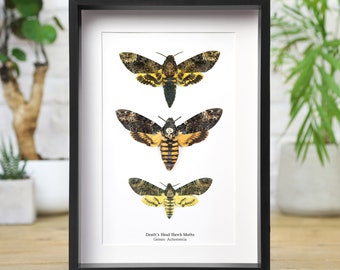 Death's Head Hawkmoth Trio Handcrafted Entomology Frame / Taxidermy Moth / Butterfly Frame / Interior Design / Silence of the Lambs