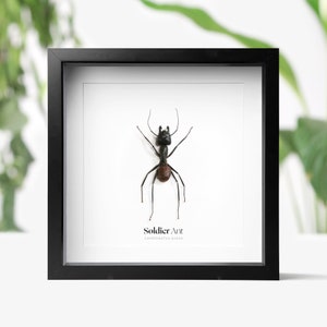Peut inclure: Une fourmi soldat noire et brune, Camponotus gigas, encadrée sur un fond blanc. Le cadre est noir et a un passe-partout blanc.