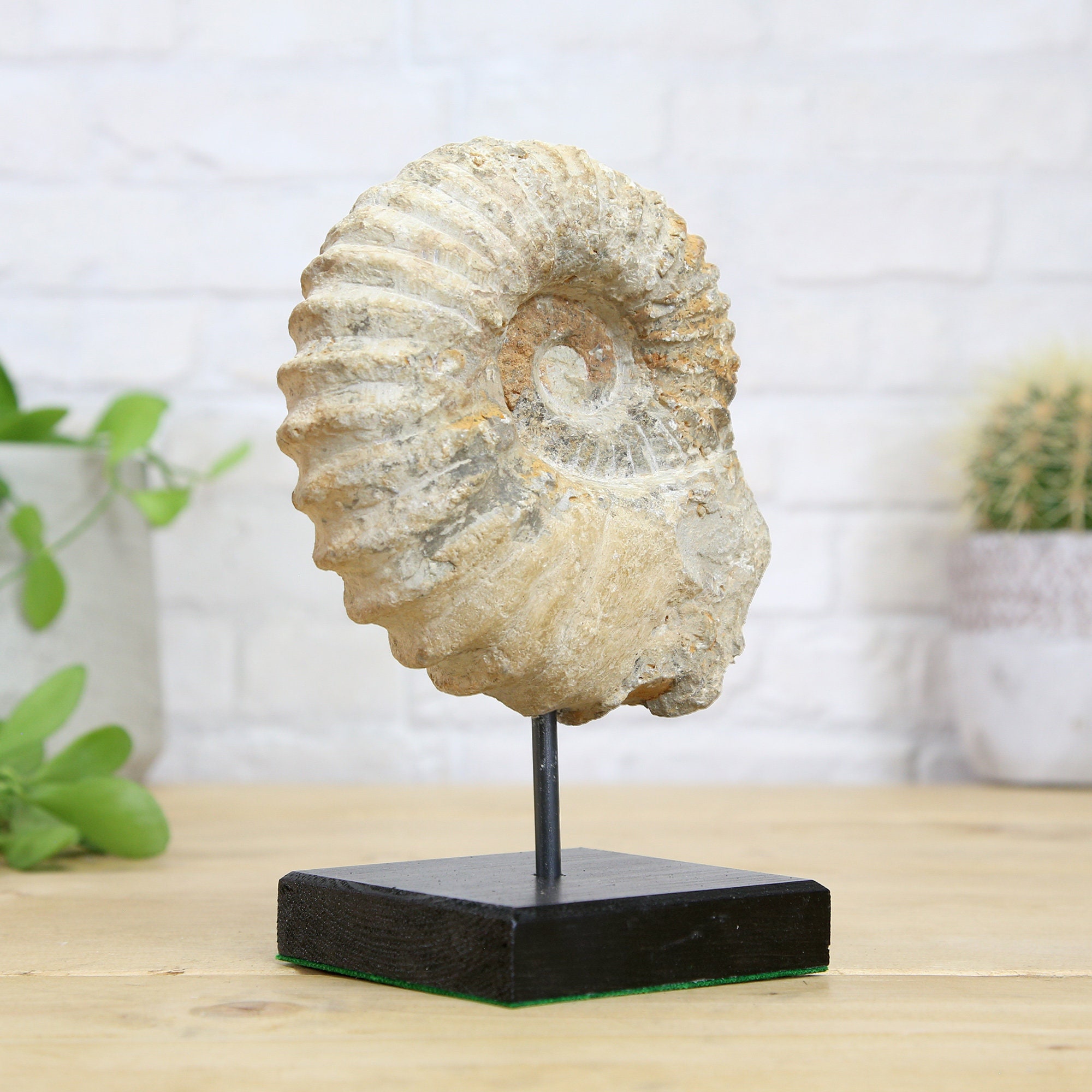 Buy ammonite fossil sale
