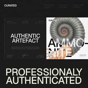 Pu&ograve; includere: Immagine di un'illustrazione di ammonite autenticata professionalmente. Il testo include "Authentic Artefact" e "Professionally Authenticated". Il design presenta uno sfondo scuro con testo bianco, evidenziando il fossile.