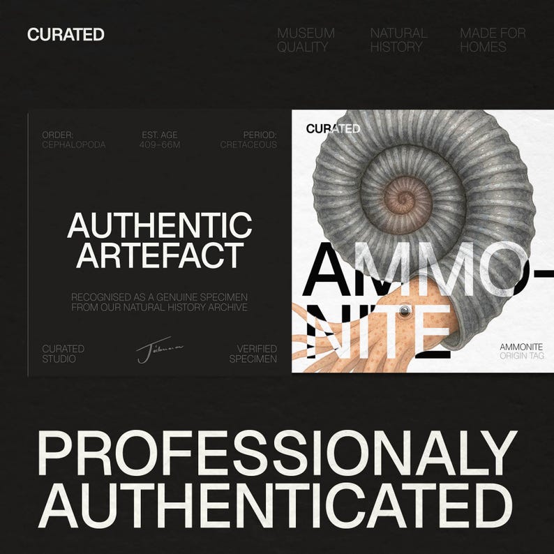 Pu&ograve; includere: Immagine di un'illustrazione di ammonite autenticata professionalmente. Il testo include "Authentic Artefact" e "Professionally Authenticated". Il design presenta uno sfondo scuro con testo bianco, evidenziando il fossile.