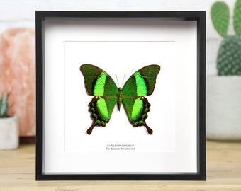 Emerald Swallowtail (Papilio palinurus) Handcrafted Entomology Frame / Taxidermy Moth / Butterfly Frame / Interior Design Home Decor Display