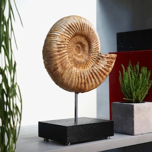 May include: A large, fossilized ammonite shell sculpture, mounted on a silver rod and a black wooden base. The shell displays intricate spiral patterns in shades of tan and brown, creating a natural, decorative piece.