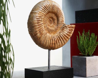 Limestone Ammonite Fossil on Solid Oak Stand: Natural History Decor