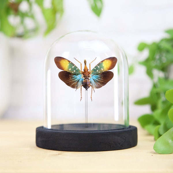 Gunjii Asian Lanternfly (Pyrops Gunji)  Glass Bell Jar / Cloche / Display Jar / Entomology / Taxidermy / Butterfly Frame / Interior Design