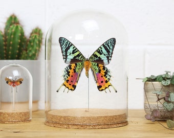 Madagascan Sunset Moth (Chrysiridia rhipheus) Glass Bell Jar / Cloche / Display Jar / Entomology / Taxidermy / Butterfly Frame