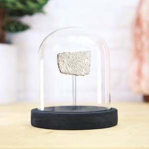 Titanosaurus Dinosaur Eggshell Real Authentic Jurassic Fossil Bell Jar Natural History Interior Design Prehistoric  Gift Idea