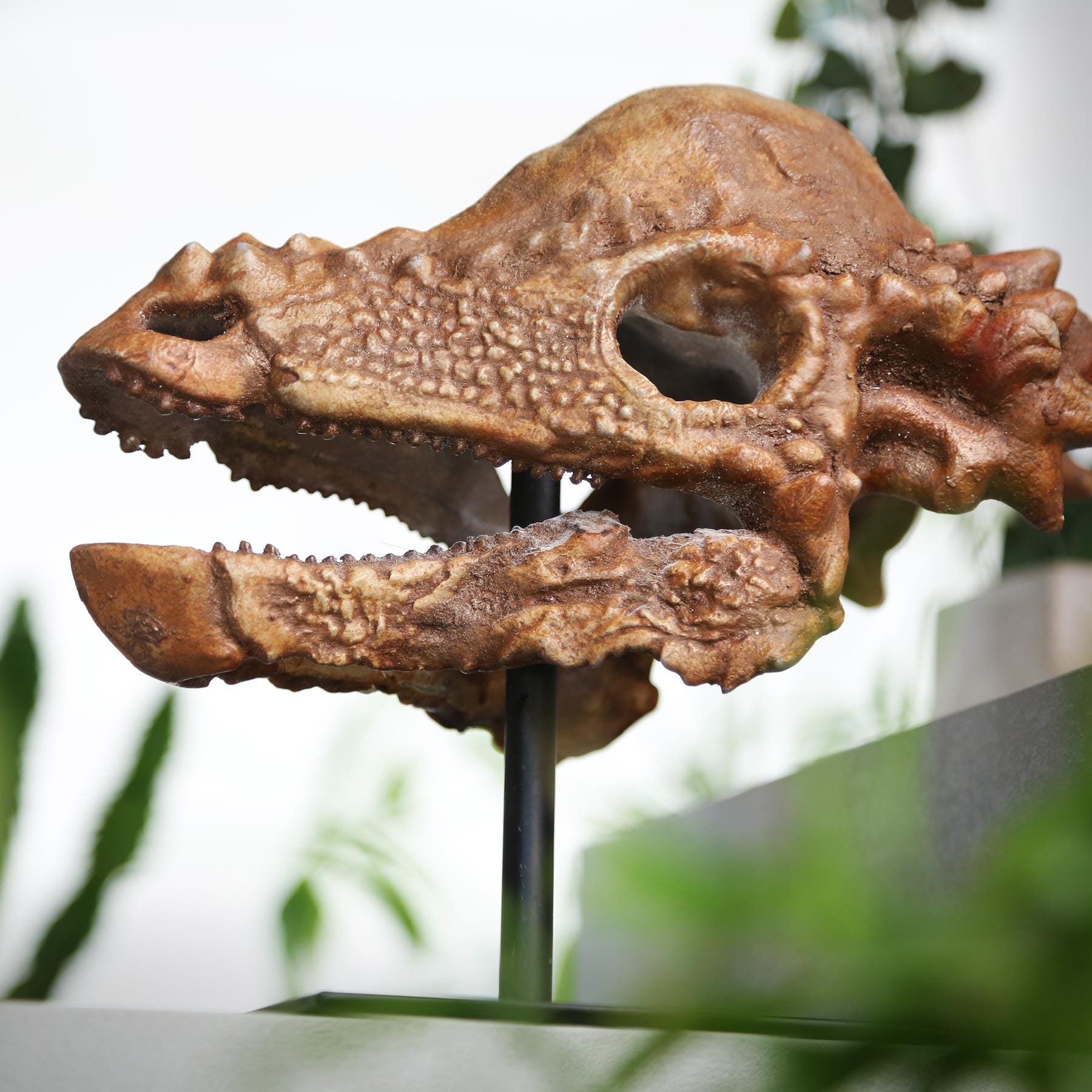 手描きの大型パキケファロサウルスの頭蓋骨恐竜彫刻 - 3D樹脂化石