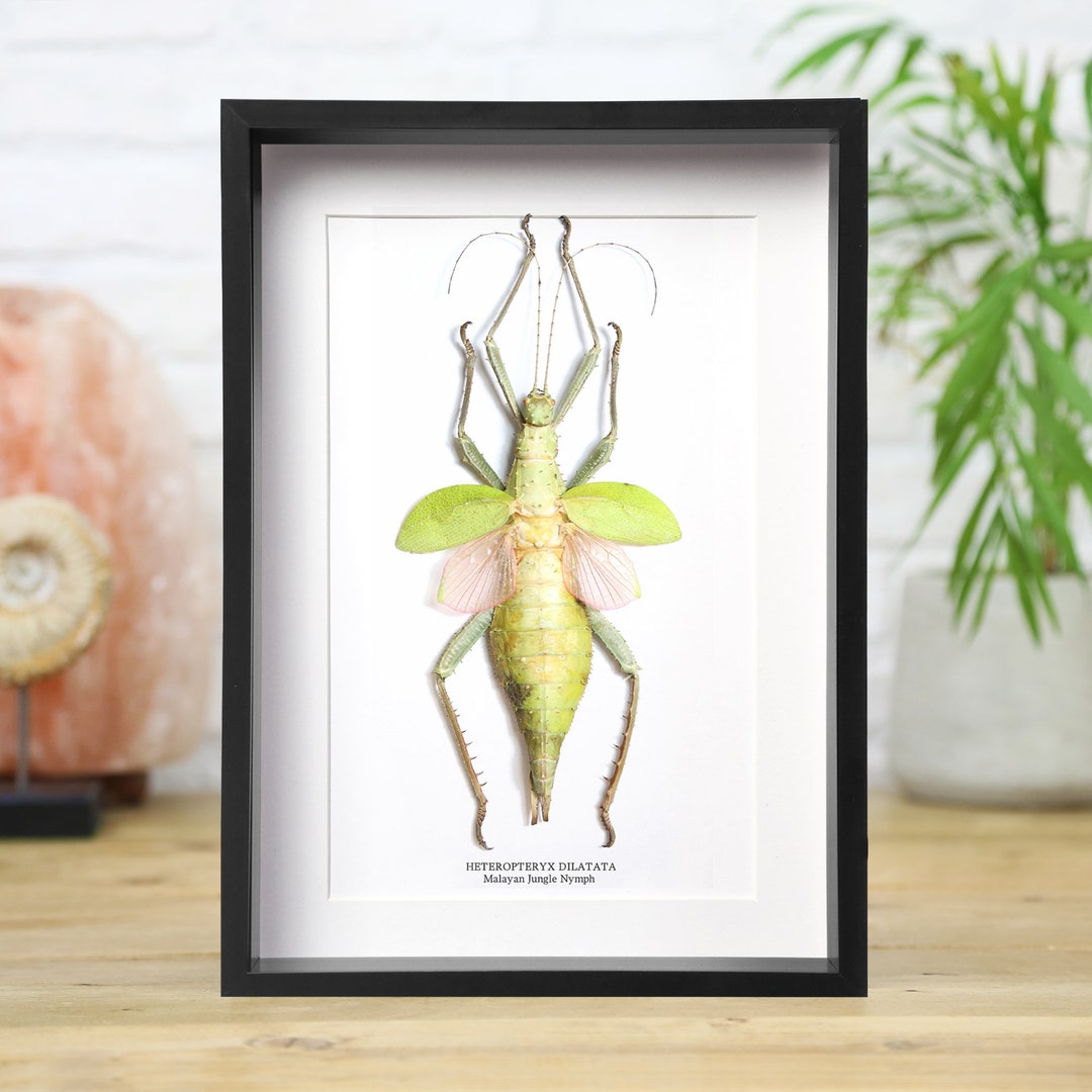 Malayan Jungle Nymph Box Frame Entomology Taxidermy Insects Bug Moth ...