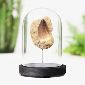 Mosasaur Tooth in Matrix Real Authentic Prehistoric Jurassic Dinosaur Fossil Museum Quality Bell Jar Interior Design Home Decor Ornament
