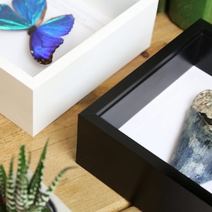 Framed Plesiosaur Tooth Fossil: Jurassic Dinosaur Natural History Home Decor image 5