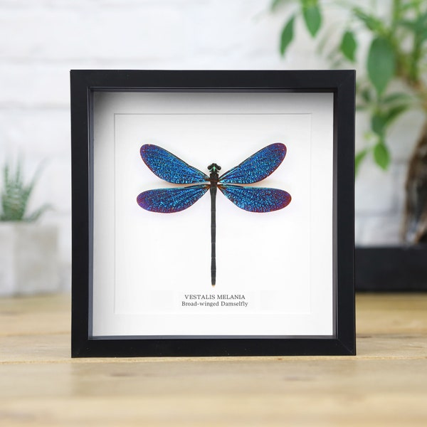 Cadre d'entomologie artisanal Melania libellule (Vestalis Melania) / pyrale de la taxidermie / cadre de papillon insecte / décoration d'intérieur