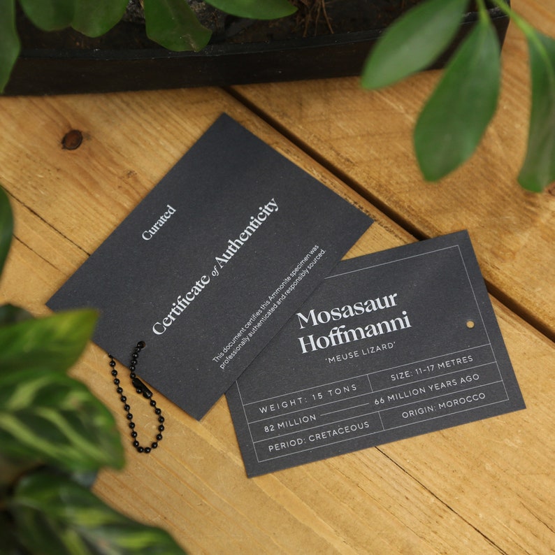 Mosasaurus XL Tooth Box Frame Real Authentic Prehistoric Jurassic