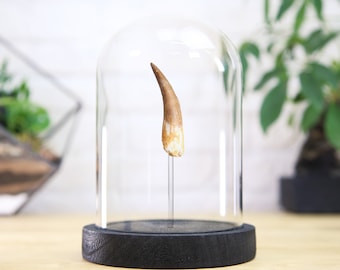 Authentic Plesiosaur Dinosaur Tooth Fossil in Glass Bell Jar