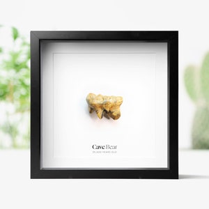 Real Cave Bear Tooth Real Authentic Prehistoric Jurassic Dinosaur Fossil Box Frame Museum Quality Wall Hanging Display Home Decor Ornament