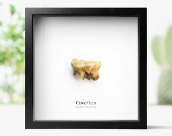 Fósil de diente de oso cavernario auténtico en marco de acrílico