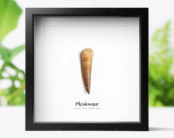 Framed Plesiosaur Tooth Fossil: Jurassic Dinosaur Natural History Home Decor
