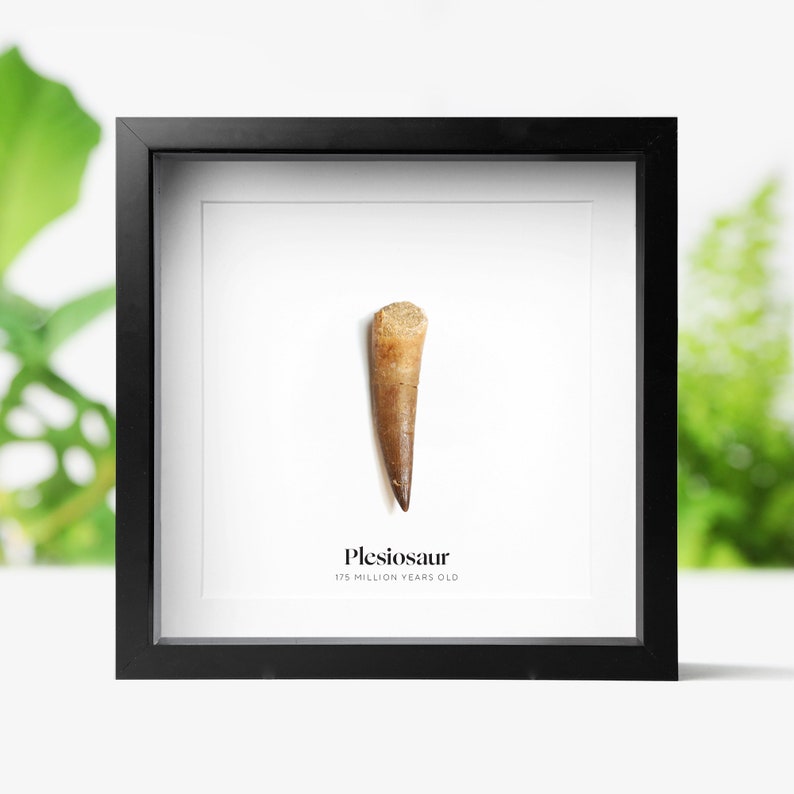 May include: A framed Plesiosaur fossil tooth, displayed on a white background. The tooth is a light brown color and is labeled with the name "Plesiosaur" and the age "175 million years old" in a black frame.