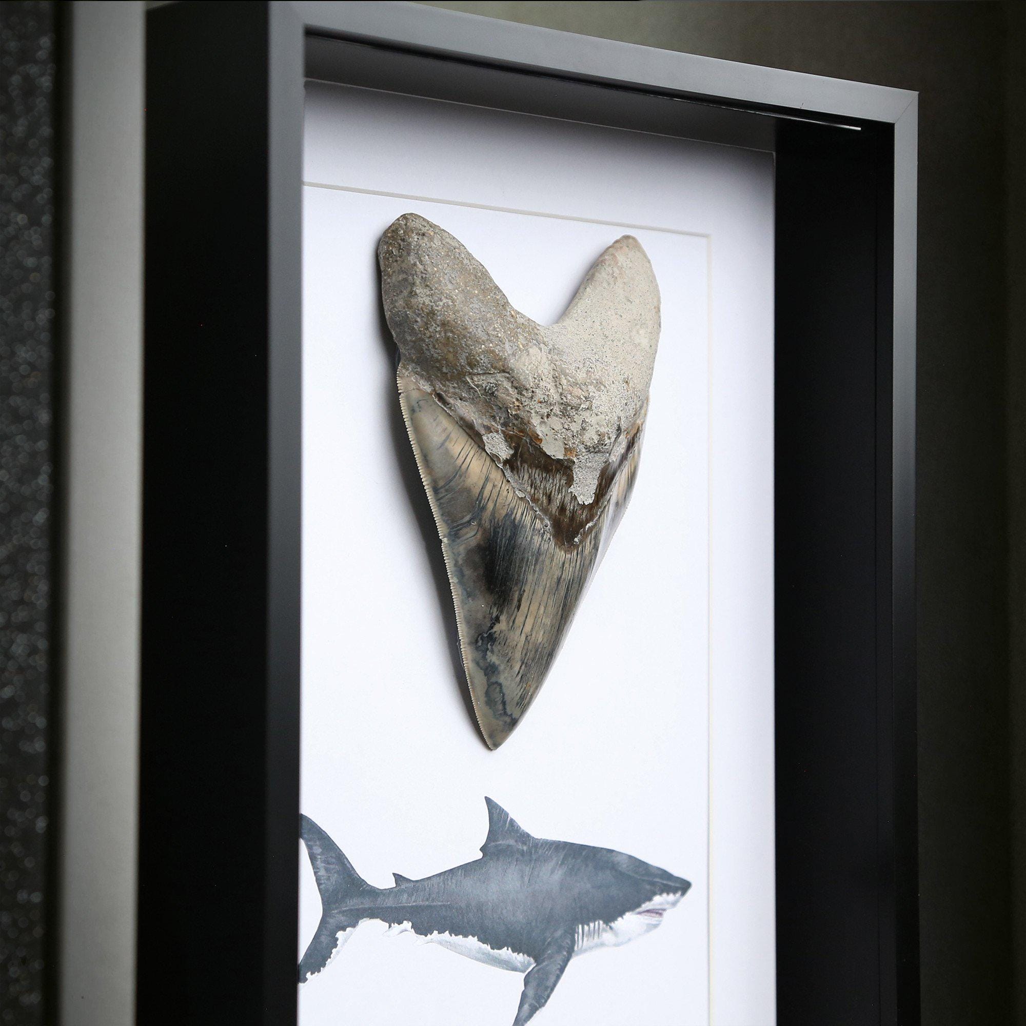 額入り 4～5インチ メガロドンサメの歯の化石 - 水彩画 ホーム
