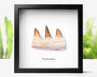 Framed 80-100 mm Mosasaurus Jaw :  Jurassic Marine Dinosaur Fossil Display Natural History Decor